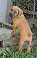 Fawn Female , a female Boerboel for sale in Glenwood, IA – 2 of 5