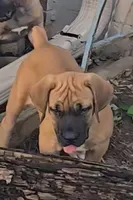 Red Female, a female Boerboel for sale in Glenwood, IA – 2 of 4