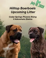 Dilute Fawn Male, a male Boerboel for sale in Glenwood, IA – 3 of 3