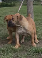 Queenie, a female Boerboel for sale in Glenwood, IA – 3 of 3