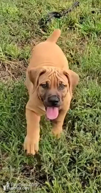 Fawn Female  – Boerboel puppy for sale in Glenwood, IA