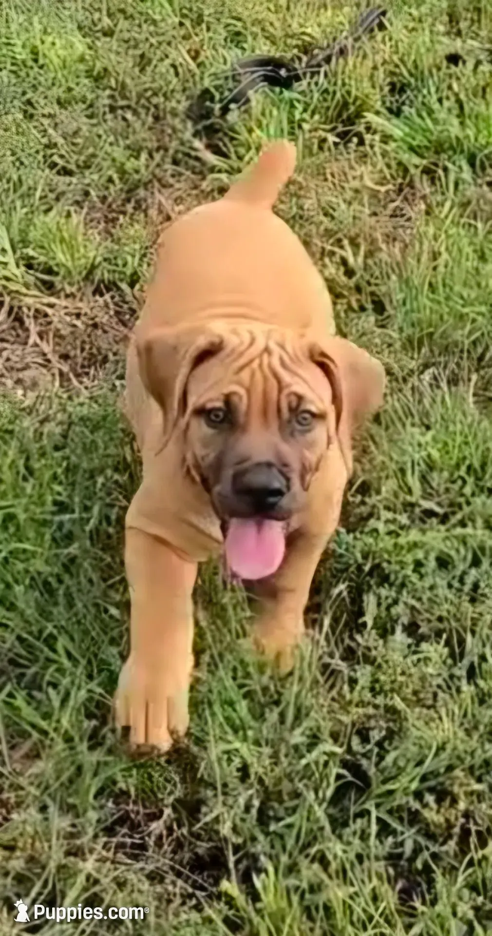 Fawn Female , a female Boerboel for sale in Glenwood, IA – 1 of 5