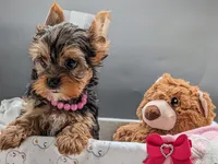 AKC Connie , a female Yorkshire Terrier for sale in Dublin, GA – 2 of 3