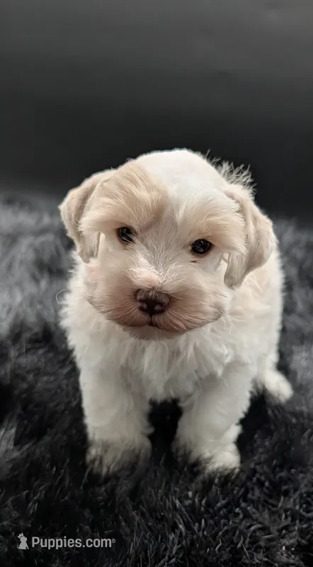 Snow  – Miniature Schnauzer puppy for sale in Dublin, GA