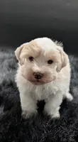 Snow , a female Miniature Schnauzer for sale in Dublin, GA – 1 of 3