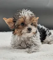 AKC Leo, a male Yorkshire Terrier for sale in Dublin, GA – 2 of 3