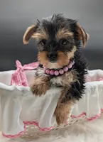 Leanna, a female Yorkshire Terrier for sale in Dublin, GA – 2 of 2