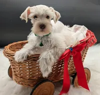  Connor, a male Miniature Schnauzer for sale in Dublin, GA – 2 of 2