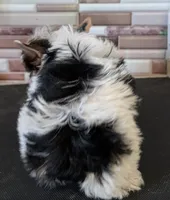 Patty, a female Yorkshire Terrier for sale in Dublin, GA – 2 of 3