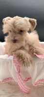 Gracie , a female Miniature Schnauzer for sale in Dublin, GA – 3 of 4