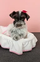 CKC Rosie , a female Miniature Schnauzer for sale in Dublin, GA – 2 of 3