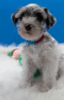  Connor, a male Miniature Schnauzer for sale in Dublin, GA – Photo 3 of 3