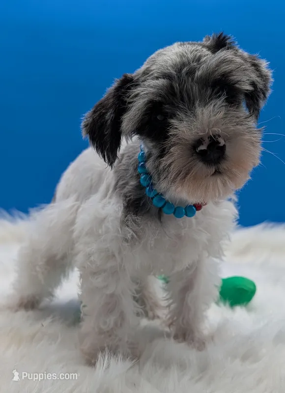  Connor – Miniature Schnauzer puppy for sale in Dublin, GA