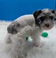  Connor, a male Miniature Schnauzer for sale in Dublin, GA – Photo 2 of 3