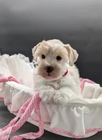 Snow , a female Miniature Schnauzer for sale in Dublin, GA – 3 of 3