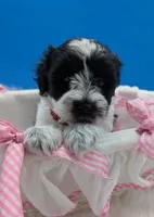 Katie , a female Miniature Schnauzer for sale in Dublin, GA – 2 of 3