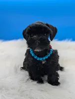 AKC Connor, a male Miniature Schnauzer for sale in Dublin, GA – 3 of 3