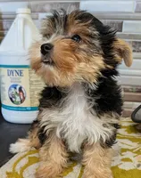 AKC Leah, a female Yorkshire Terrier for sale in Dublin, GA – 2 of 6