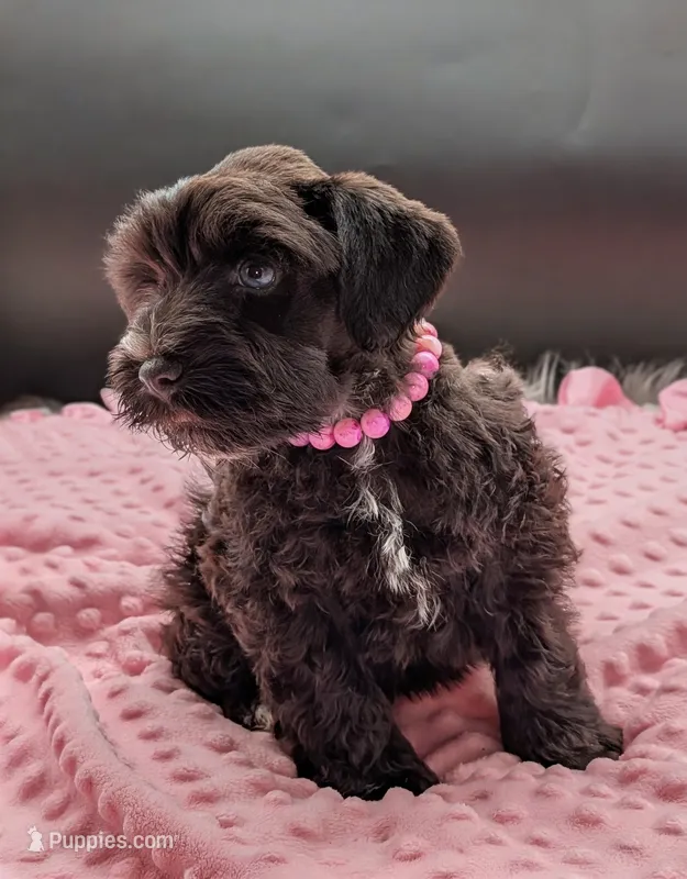 AKC Cookie – Miniature Schnauzer puppy for sale in Mc Rae Helena, GA