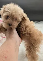 Leanna, a female Miniature Schnauzer for sale in Dublin, GA – 4 of 6