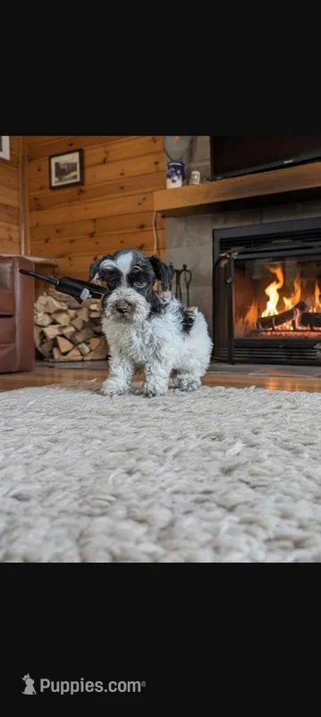 Cody  – Miniature Schnauzer puppy for sale in Dublin, GA