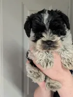 Tinkerbell , a female Miniature Schnauzer for sale in Mc Rae Helena, GA – 4 of 4