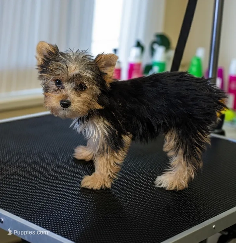 Lizzy  – Yorkshire Terrier puppy for sale in Dublin, GA
