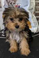 Lizzy , a female Yorkshire Terrier for sale in Dublin, GA – Photo 2 of 2