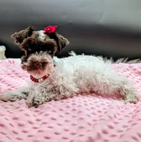 CKC Rosie , a female Miniature Schnauzer for sale in Dublin, GA – 3 of 3