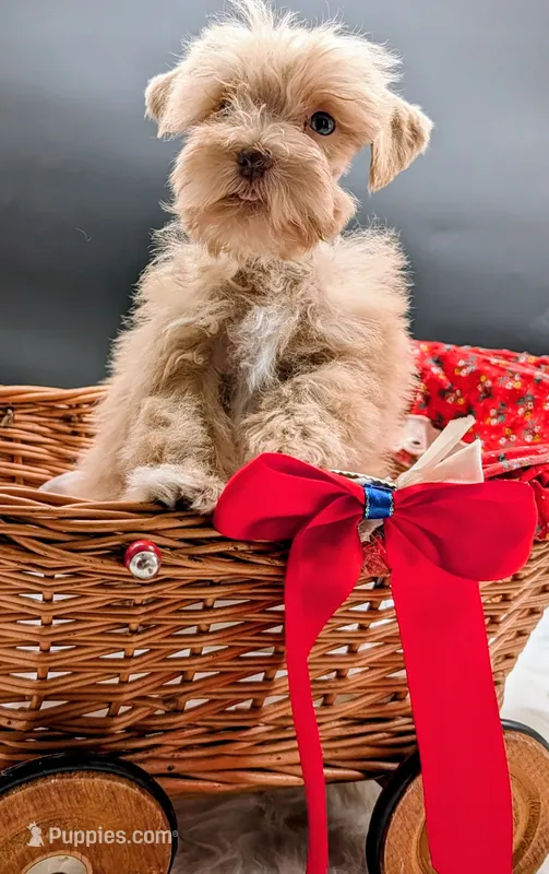 Gracie  – Miniature Schnauzer puppy for sale in Dublin, GA