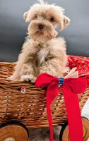 Gracie , a female Miniature Schnauzer for sale in Dublin, GA – 1 of 4