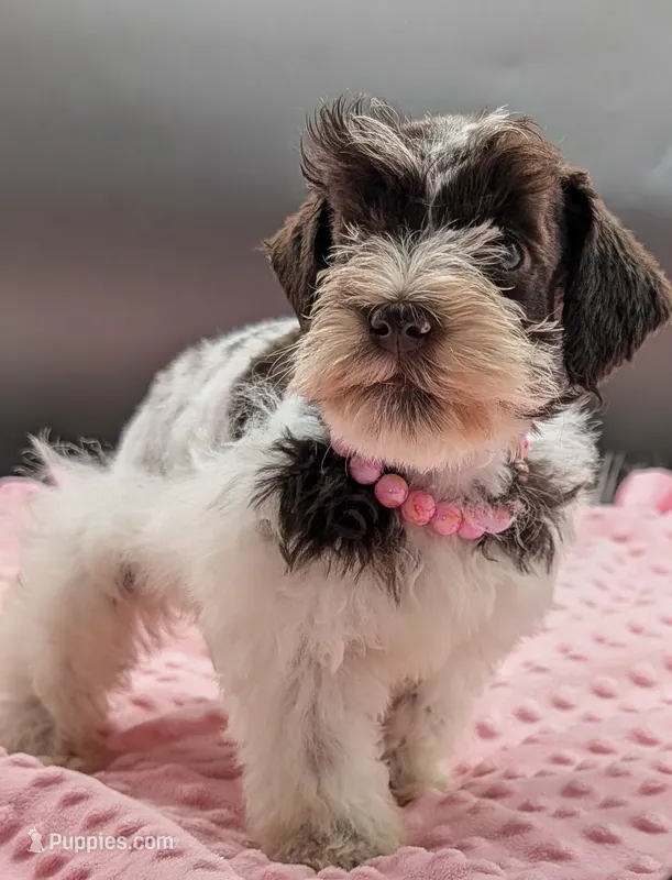 AKC Candy – Miniature Schnauzer puppy for sale in Dublin, GA