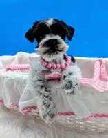 Tinkerbell , a female Miniature Schnauzer for sale in Mc Rae Helena, GA – 2 of 4