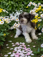 Leanna, a female Miniature Schnauzer for sale in Dublin, GA – Photo 2 of 2