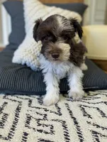 Leanna, a female Miniature Schnauzer for sale in Dublin, GA – Photo 1 of 2