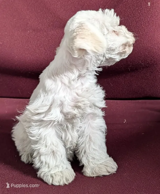 Colby  – Miniature Schnauzer puppy for sale in Dublin, GA