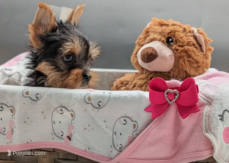 AKC Leah – Yorkshire Terrier puppy for sale in Dublin, GA
