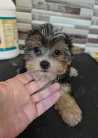Sahara , a female Yorkshire Terrier for sale in Dublin, GA – 2 of 2