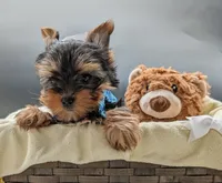 AKC Connor, a male Yorkshire Terrier for sale in Dublin, GA – 2 of 2