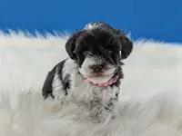 AKC Candy, a female Miniature Schnauzer for sale in Dublin, GA – 1 of 2