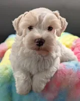 AKC Patty, a female Miniature Schnauzer for sale in Dublin, GA – 4 of 5
