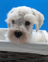 AKC Connor, a male Miniature Schnauzer for sale in Dublin, GA – 4 of 4