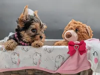 AKC Connie , a female Yorkshire Terrier for sale in Dublin, GA – 3 of 3