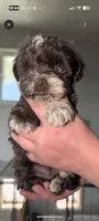 AKC Ellie , a female Miniature Schnauzer for sale in Dublin, GA – 2 of 2