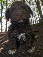 Cody , a male Miniature Schnauzer for sale in Dublin, GA – Photo 3 of 3