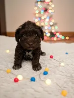 Cody , a male Miniature Schnauzer for sale in Dublin, GA – Photo 2 of 3