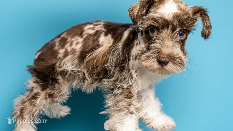 Stara – Miniature Schnauzer puppy for sale in Dublin, GA