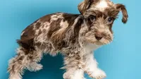 Stara, a female Miniature Schnauzer for sale in Dublin, GA – 1 of 4
