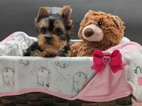 Leanna, a female Yorkshire Terrier for sale in Dublin, GA – 1 of 2