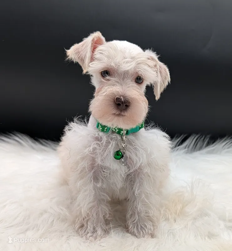  Connor – Miniature Schnauzer puppy for sale in Dublin, GA
